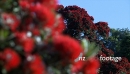 Pohutukawa Tree 6 380